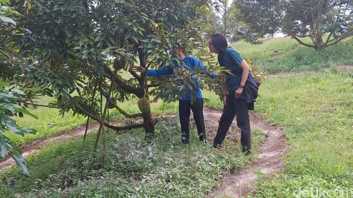 Nau Garden Linggau, salah satu wisata kebun durian yang ada di Lubuklinggau