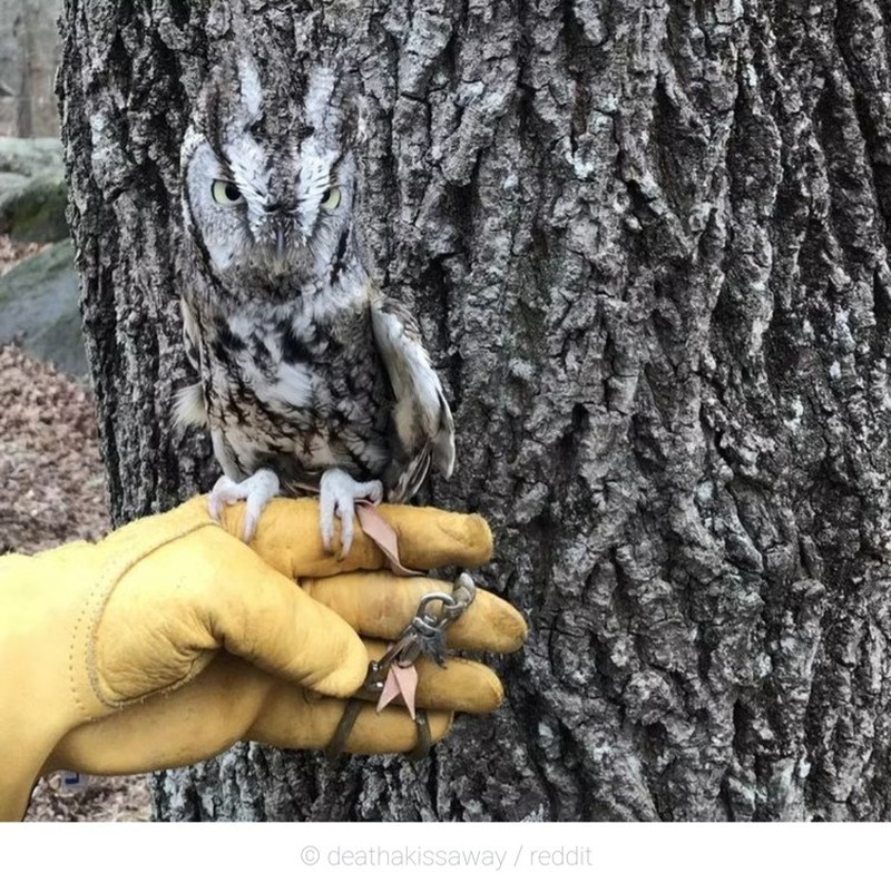 Potret Hewan Ketika Berkamuflase, Bikin Mata Siwer