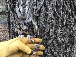 Potret Hewan Ketika Berkamuflase, Awas Bikin Mata Siwer