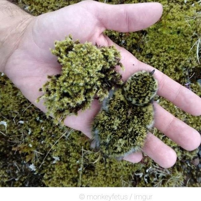 Ayo Tes Mata, Cari Hewan yang Berkamuflase