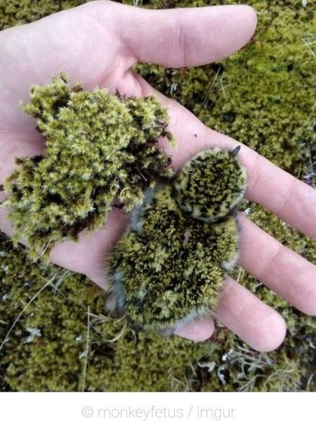 Ayo Tes Mata, Cari Hewan yang Berkamuflase