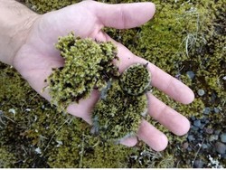 Ayo Tes Mata, Cari Hewan yang Berkamuflase