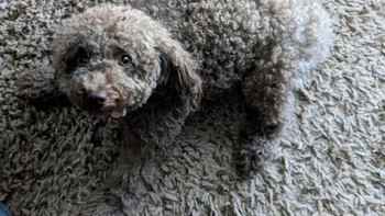 Senada dengan warna karpet. Foto: Brightside