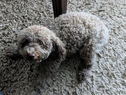 Potret Hewan Ketika Berkamuflase, Awas Bikin Mata Siwer