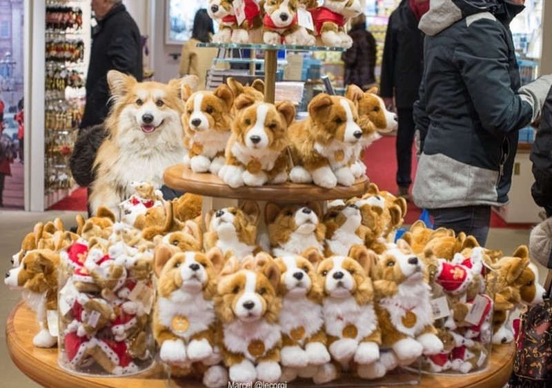 Potret Hewan Ketika Berkamuflase, Bikin Mata Siwer