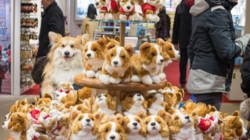 Gemasnya di antara boneka-boneka anjing ada yang asli. Foto: Brightside