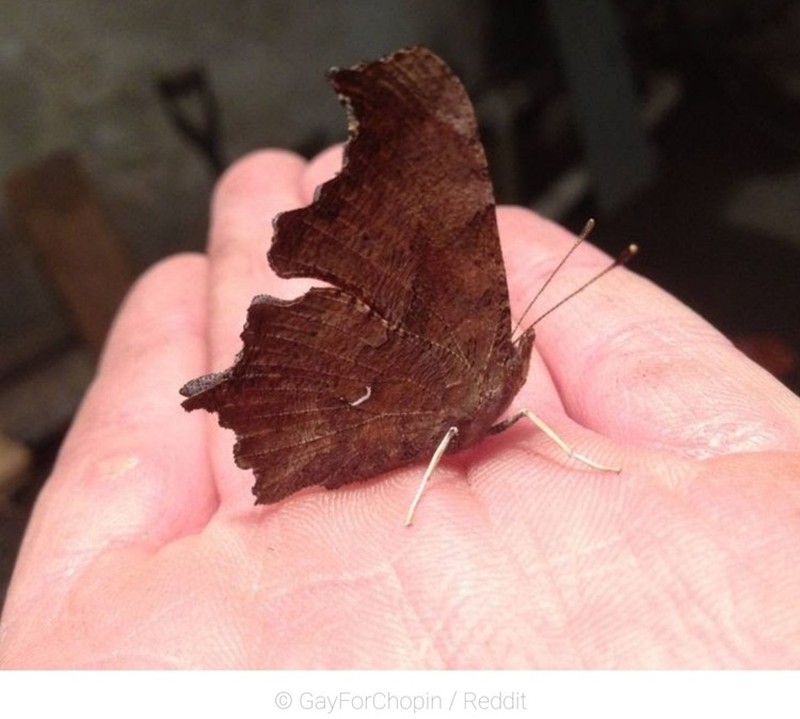 Potret Hewan Ketika Berkamuflase, Bikin Mata Siwer