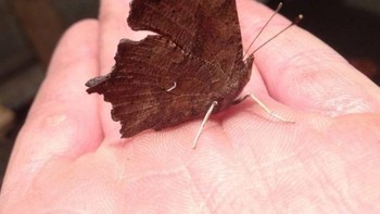 Dikira daun ternyata kupu-kupu. Foto: Brightside