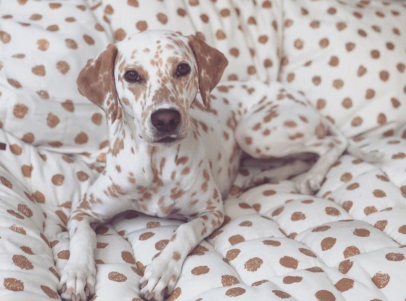 Potret Hewan Ketika Berkamuflase, Bikin Mata Siwer