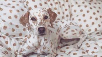 Si anjing yang seperti bunglon, seakan bisa berubah warna. Foto: Brightside