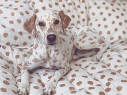 Potret Hewan Ketika Berkamuflase, Awas Bikin Mata Siwer