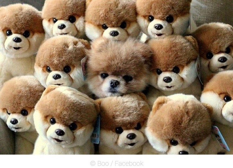 Potret Hewan Ketika Berkamuflase, Bikin Mata Siwer