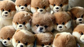 Bisa tebak mana yang anjing asli? Foto: Brightside