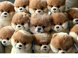 Potret Hewan Ketika Berkamuflase, Awas Bikin Mata Siwer