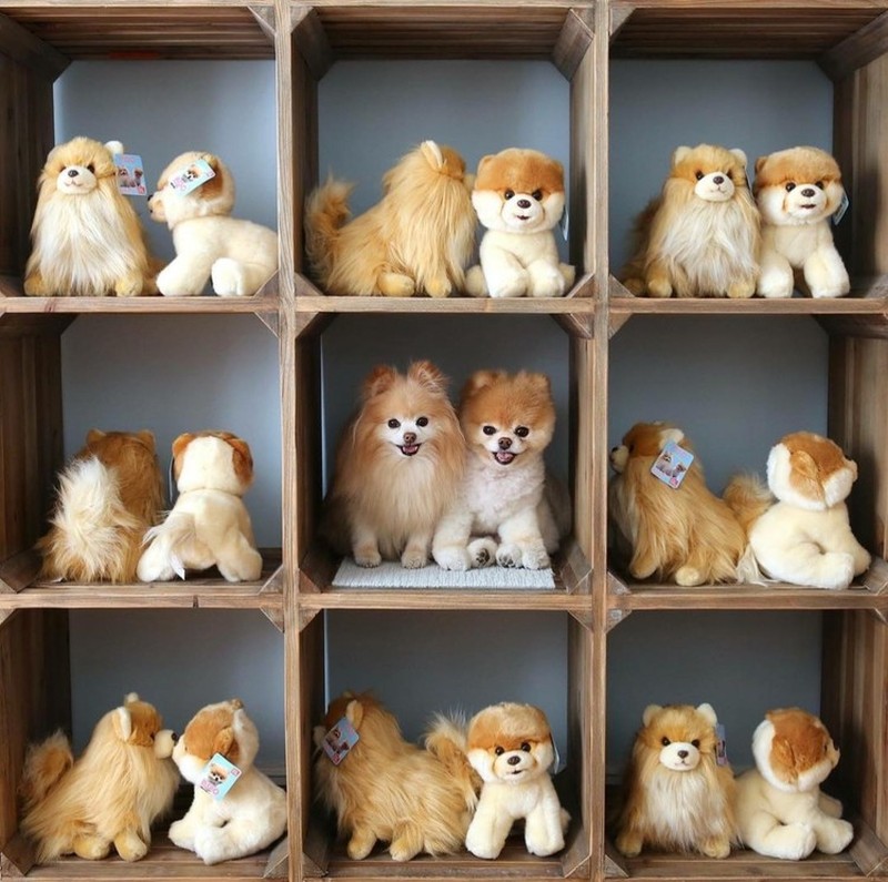 Potret Hewan Ketika Berkamuflase, Bikin Mata Siwer