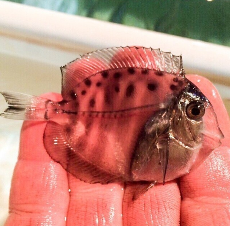 Potret Hewan Ketika Berkamuflase, Bikin Mata Siwer