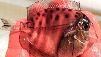 Ikan tangki tembus pandang yang hampir tidak mungkin terlihat saat berenang. Foto: Brightside