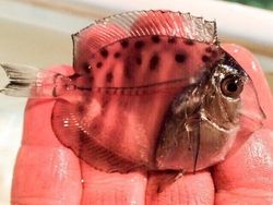 Potret Hewan Ketika Berkamuflase, Awas Bikin Mata Siwer