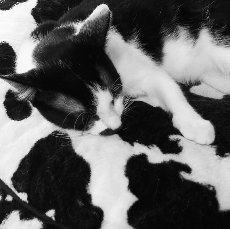 Potret Hewan Ketika Berkamuflase, Bikin Mata Siwer