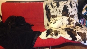 Ada dua anjing lho di sini. Foto: Brightside