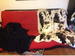 Potret Hewan Ketika Berkamuflase, Awas Bikin Mata Siwer