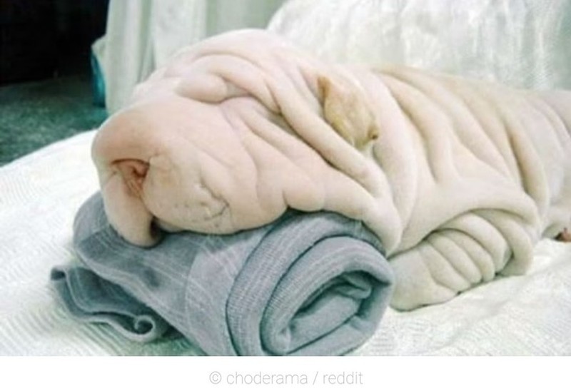 Potret Hewan Ketika Berkamuflase, Bikin Mata Siwer