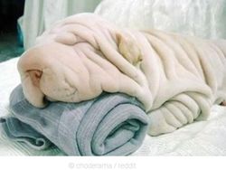 Potret Hewan Ketika Berkamuflase, Awas Bikin Mata Siwer