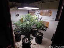 Penampakan Kebun Ganja Mini dalam Rumah di Bandung