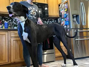 Anjing Tertinggi Dunia Kevin, Mati Sehari Setelah Pecahkan Rekor
