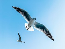 Bagaimana Cara Burung Tidur Saat Terbang Sepanjang Hari Tanpa Mendarat?