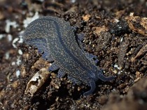 Di Dunia Pecinta Serangga, Warga Ngefans ke Cacing Purba Beracun