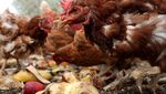 Kala Ayam-ayam Pensiunan Merevitalisasi Kebun Zaitun hingga Kelola Limbah