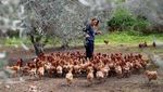 Kala Ayam-ayam Pensiunan Merevitalisasi Kebun Zaitun hingga Kelola Limbah