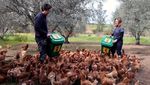 Kala Ayam-ayam Pensiunan Merevitalisasi Kebun Zaitun hingga Kelola Limbah