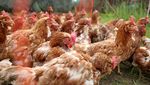 Kala Ayam-ayam Pensiunan Merevitalisasi Kebun Zaitun hingga Kelola Limbah