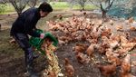 Kala Ayam-ayam Pensiunan Merevitalisasi Kebun Zaitun hingga Kelola Limbah