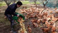 Dalam pendekatan kembali ke dasar, petani dan pemilik kebun Elena Christoforos dan insinyur tanah Nicolas Netien telah meluncurkan proyek Kot-Kot. Mereka mengumpulkan sumbangan limbah makanan untuk memberi makan ayam-ayam betina, yang pada gilirannya menyediakan pupuk alami untuk pohon zaitun yang menghasilkan minyak dengan kandungan polifenol yang tinggi untuk meredakan peradangan.  