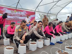 1.870 Bibit Tanaman Pangan Ditanam di Lahan 5 Are di Penebel Tabanan