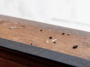 Kenapa Kotoran Cicak Berwarna Hitam Putih?