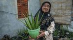 Melihat Produksi Makanan dan Minuman dari Lidah Buaya