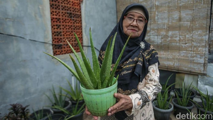 Melihat Produksi Makanan dan Minuman dari Lidah Buaya Lidah buaya bukan hanya sebagai penghias rumah. Di tangan Warsiti (75) tanaman itu diolah menjadi sejumlah produk yang dapat mendulang cuan.