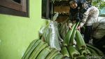 Melihat Produksi Makanan dan Minuman dari Lidah Buaya