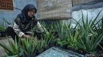 Melihat Produksi Makanan dan Minuman dari Lidah Buaya