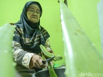 Lidah Buaya dari Jaktim Diolah Jadi Makanan-Herbal, Tembus ke Turki
