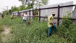 Pagar Misterius di Pesisir Deli Serdang Dibongkar