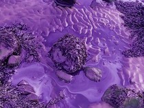 Pantai di Inggris Berubah Jadi Ungu, Ada Apa Ya?