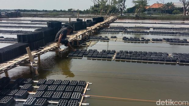 Potret budidaya kepiting soka di Indramayu.