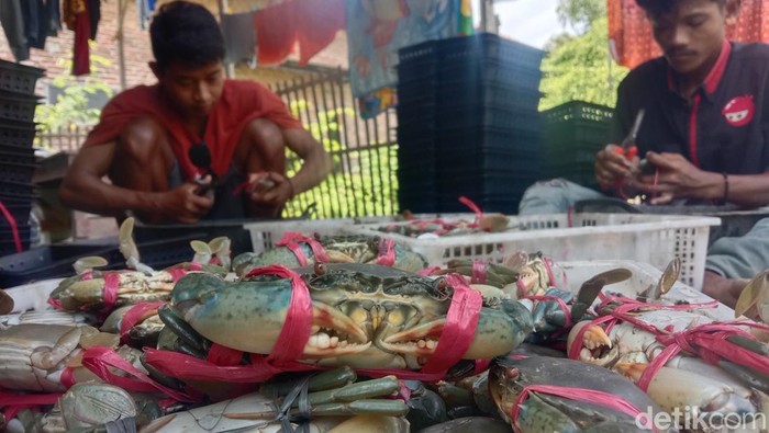 Potret budidaya kepiting soka di Indramayu.