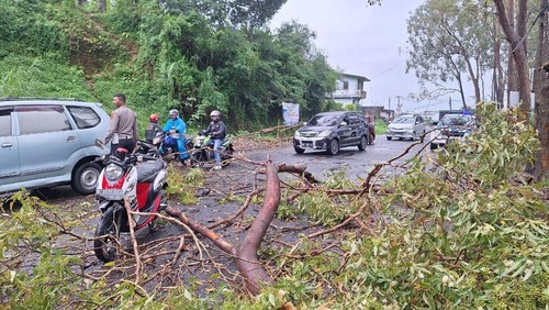 Sepeda motor yang dikendarai Faldeana Jelita tertimpa pohon tumbang di Jalan Ranaka, Kecamatan Langke Rembong, Manggarai, NTT, Senin (24/2/2025) siang.