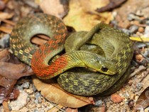 Efek Gigitan Ular Picung Apakah Berbahaya? Ini Fakta Ilmiahnya